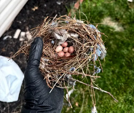 Bird nest with eggs removed from a dryer vent termination